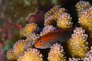 Paracirrhites cf forsteri-Wakatobi Batuata Island-9m-20180603-Denis-ADER-DSC_3764_tn
